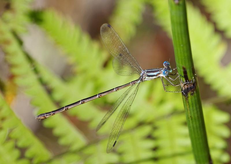 Photo of Slender Spreadwing