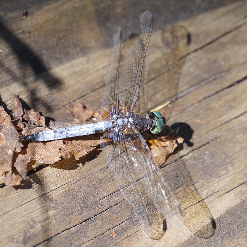 Photo of Blue Dasher