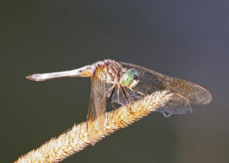 Photo of Blue Dasher