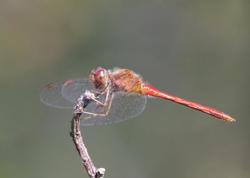 Photo of Autumn Meadowhawk