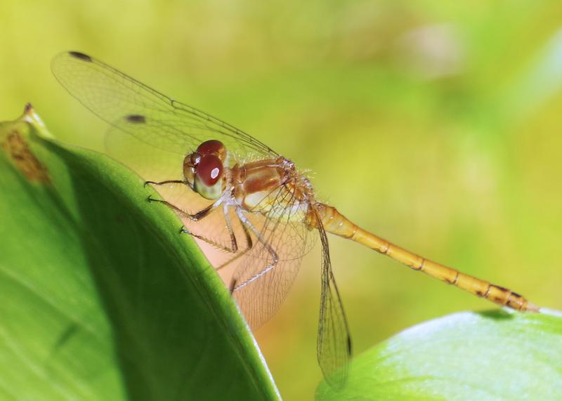 Photo of Band-winged Meadowhawk