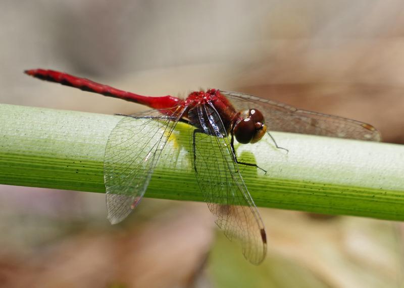 Photo of Ruby Meadowhawk