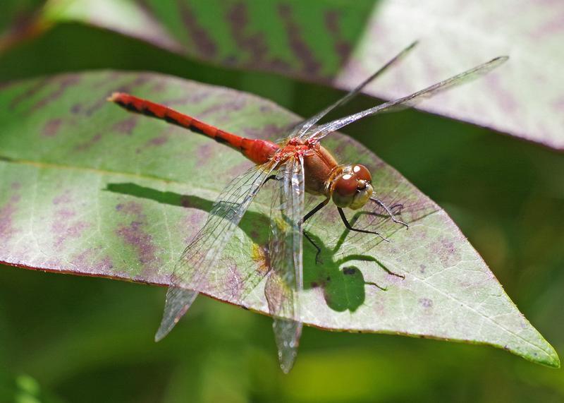 Photo of White-faced Meadowhawk