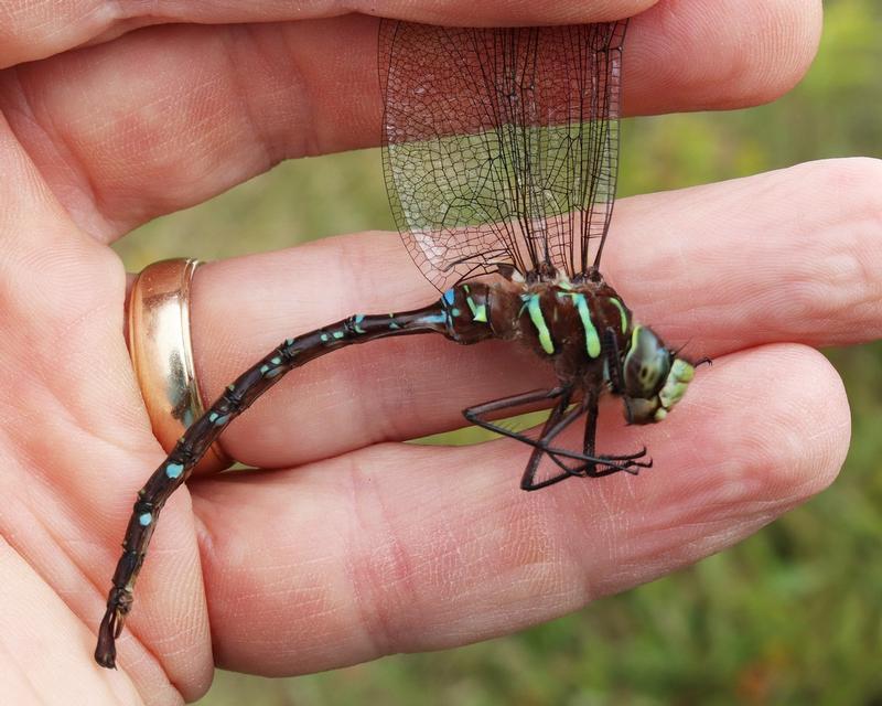 Photo of Shadow Darner