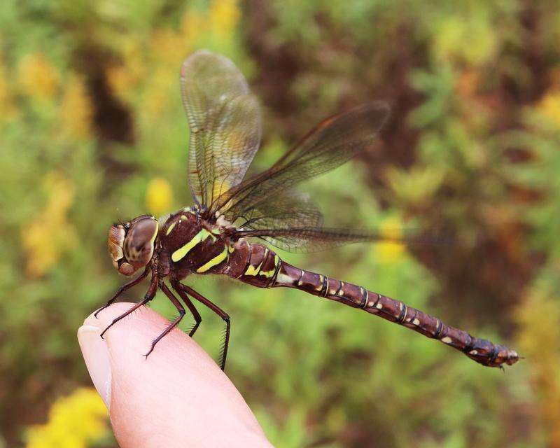 Photo of Shadow Darner