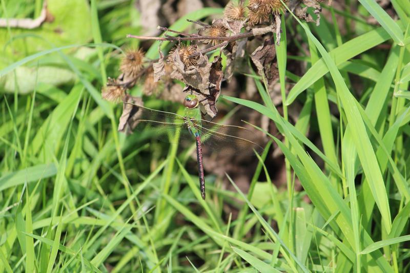 Photo of Common Green Darner