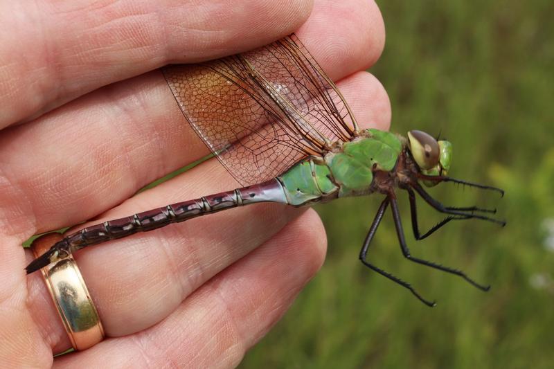 Photo of Common Green Darner