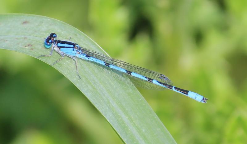 Photo of Familiar Bluet