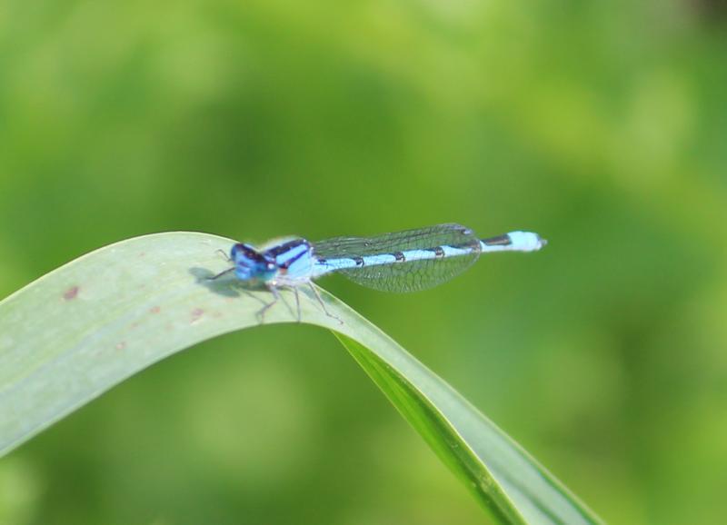 Photo of Familiar Bluet