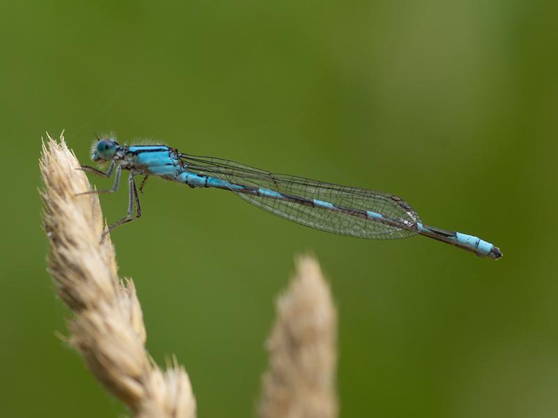 Photo of Tule Bluet