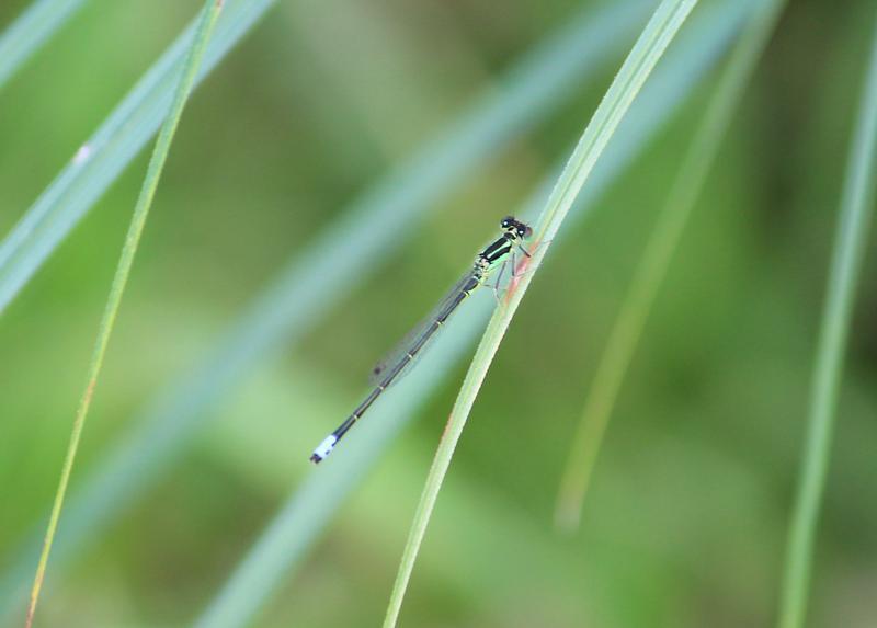 Photo of Eastern Forktail