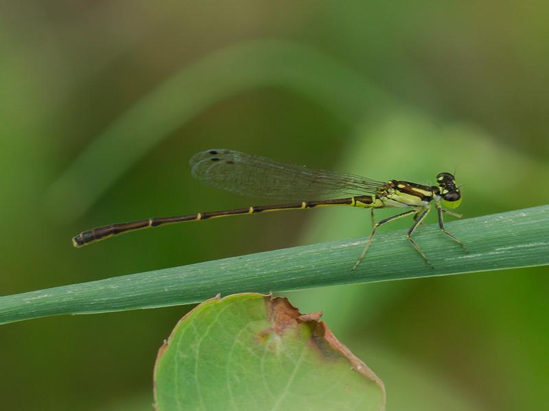 Photo of Fragile Forktail