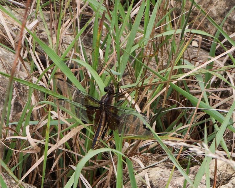 Photo of Widow Skimmer