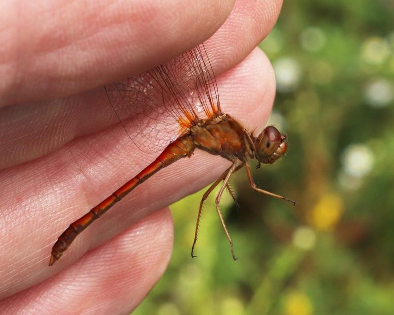 Photo of Autumn Meadowhawk