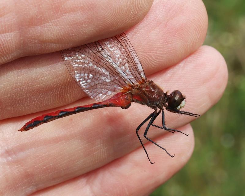 Photo of White-faced Meadowhawk