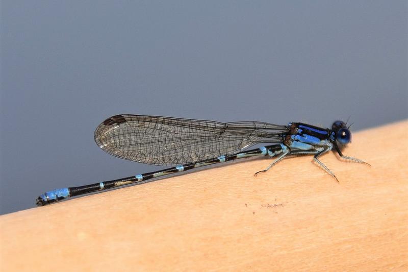 Photo of Blue-ringed Dancer