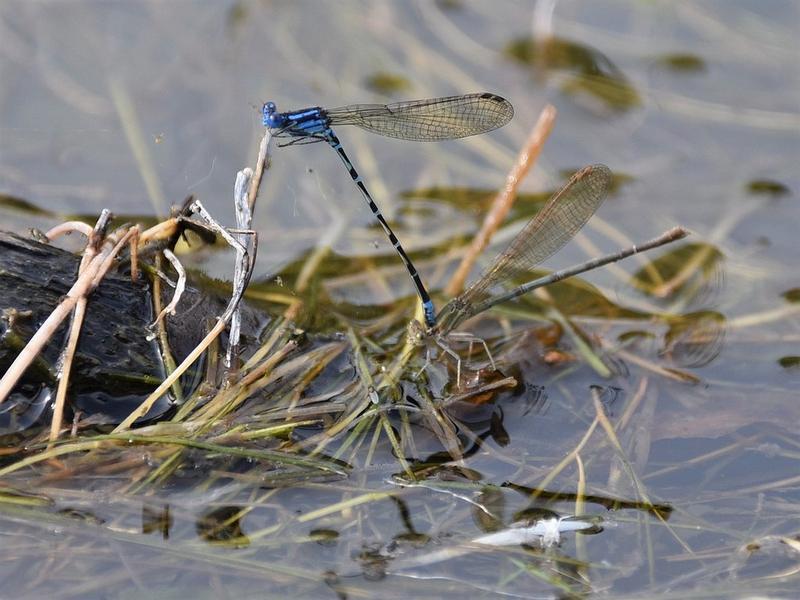 Photo of Blue-ringed Dancer