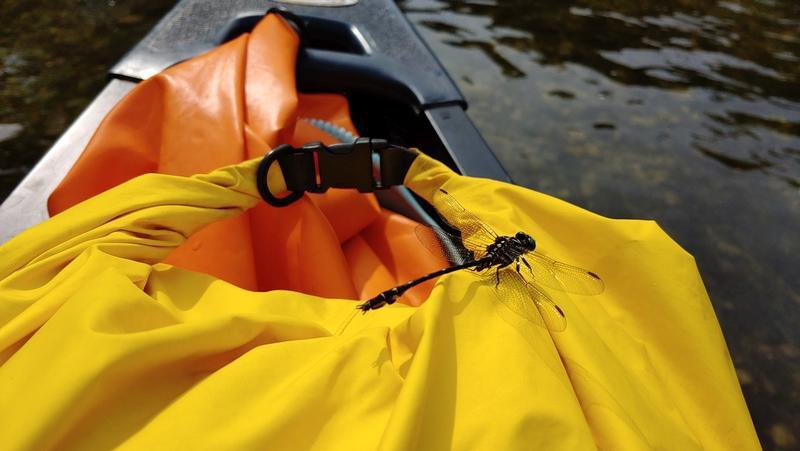 Photo of Arrow Clubtail