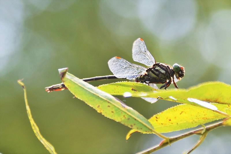 Photo of Arrow Clubtail