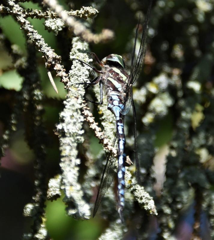 Photo of Green-striped Darner