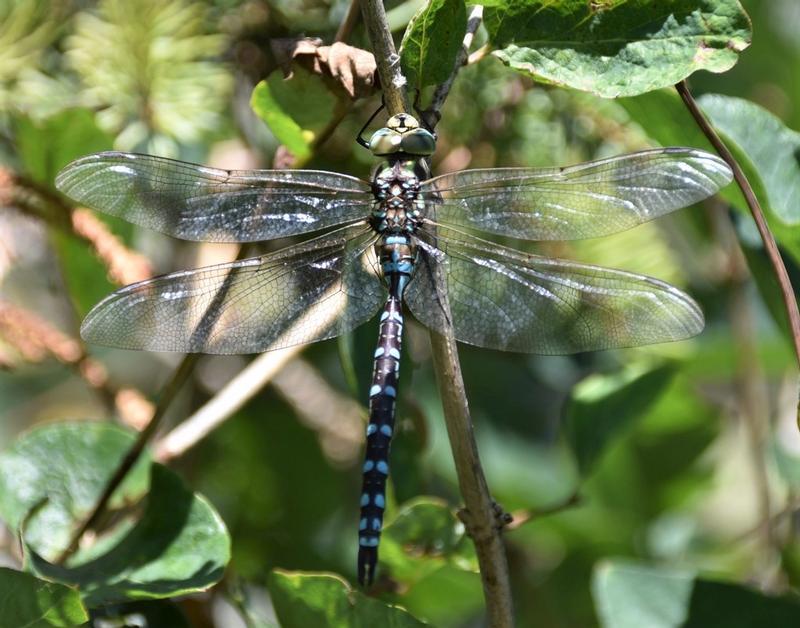 Photo of Lance-tipped Darner