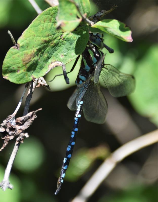 Photo of Lance-tipped Darner