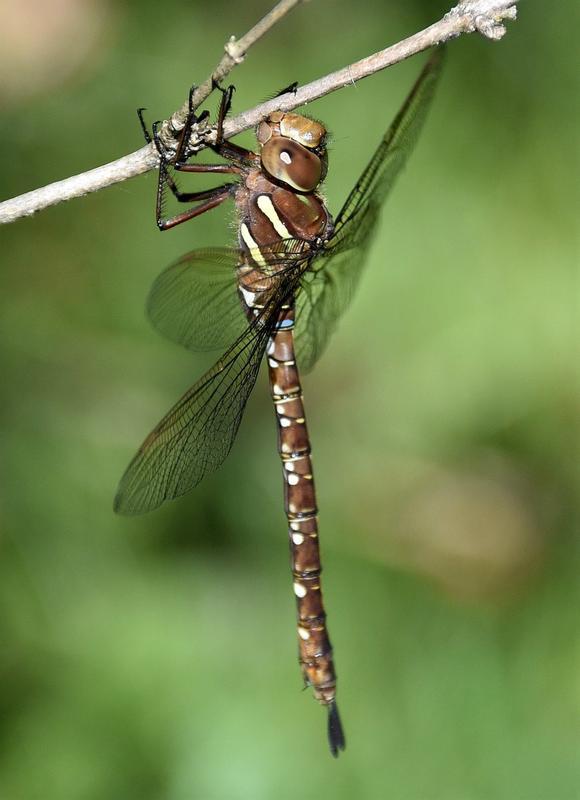 Photo of Shadow Darner