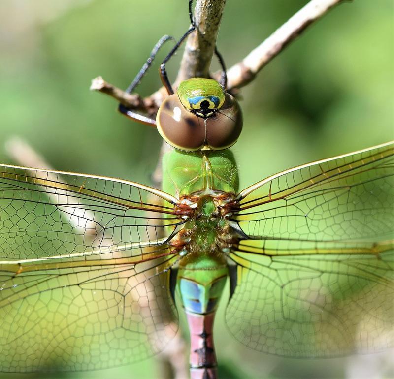 Photo of Common Green Darner