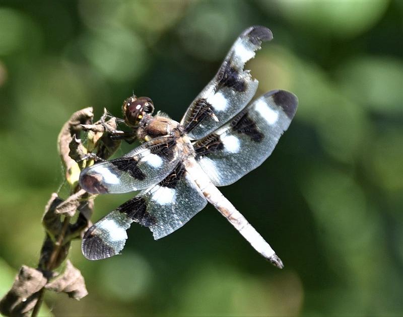 Photo of Twelve-spotted Skimmer