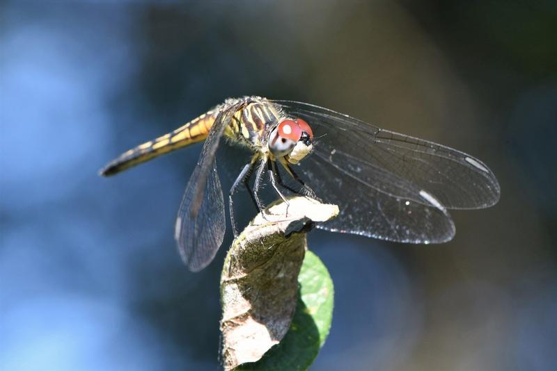 Photo of Blue Dasher