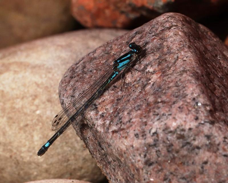 Photo of Skimming Bluet
