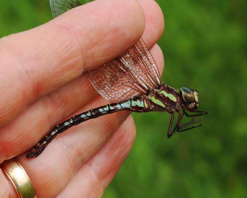 Photo of Green-striped Darner