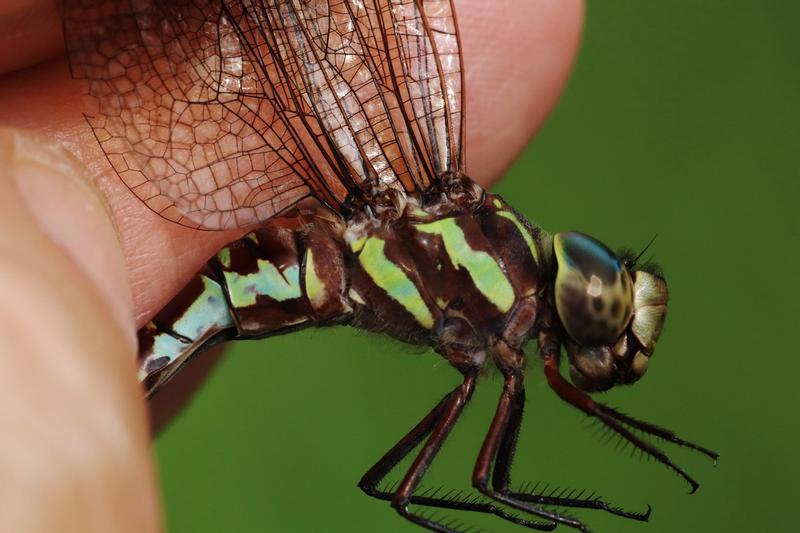 Photo of Green-striped Darner