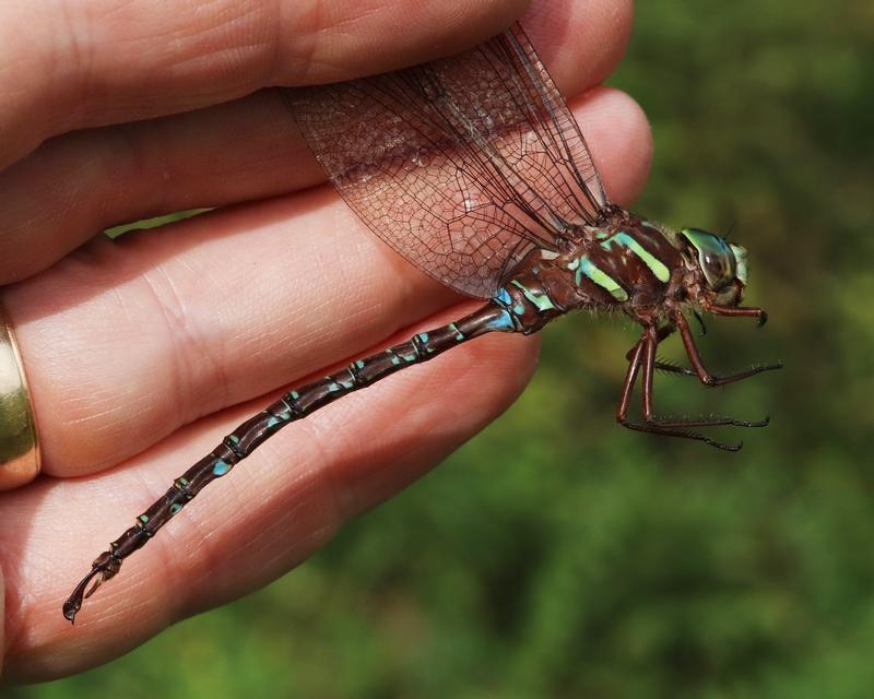 Photo of Shadow Darner