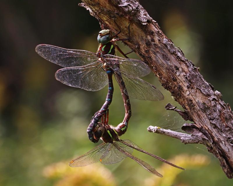 Photo of Shadow Darner