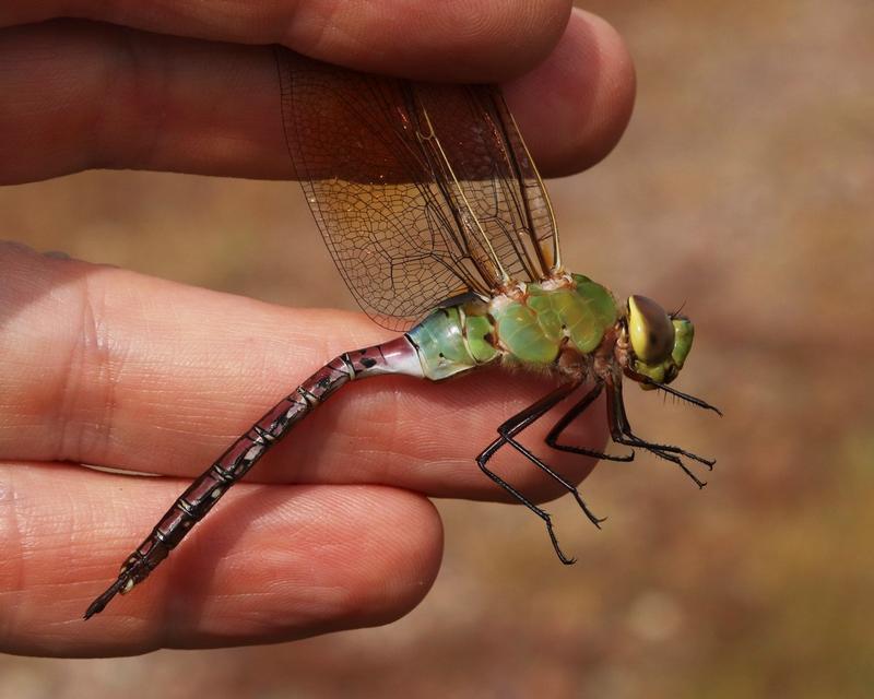Photo of Common Green Darner