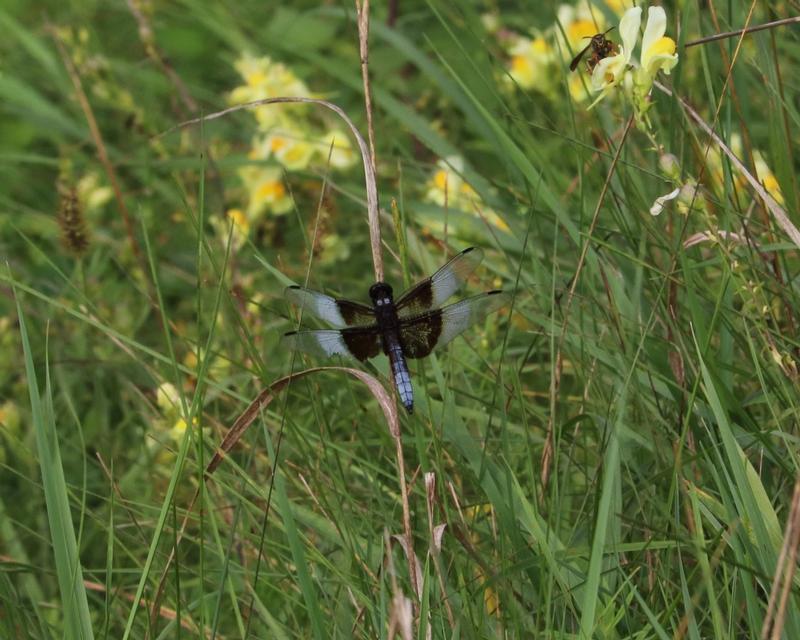 Photo of Widow Skimmer
