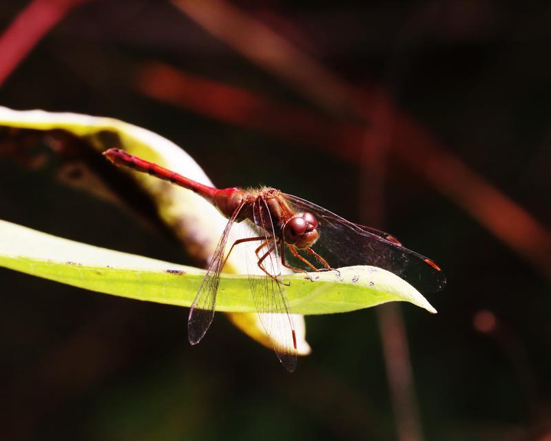 Photo of Autumn Meadowhawk