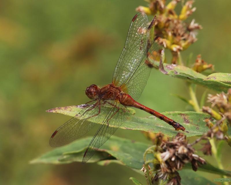 Photo of Autumn Meadowhawk