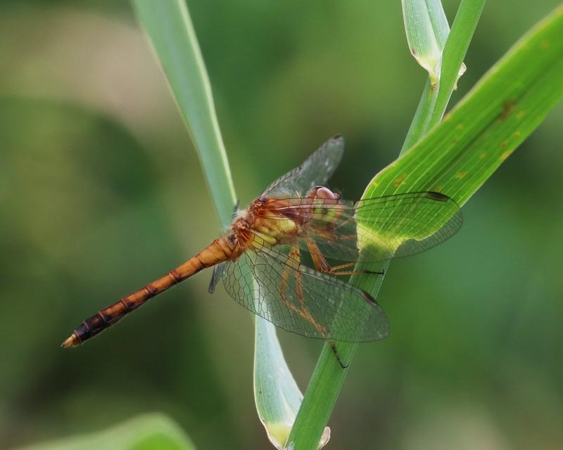Photo of Autumn Meadowhawk