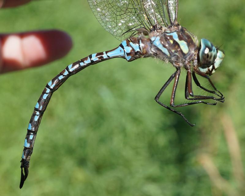 Photo of Canada Darner