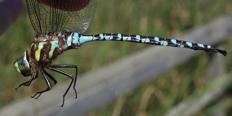 Photo of Lance-tipped Darner