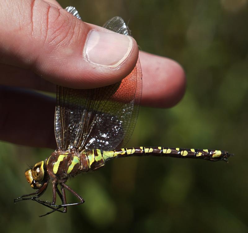 Photo of Lance-tipped Darner