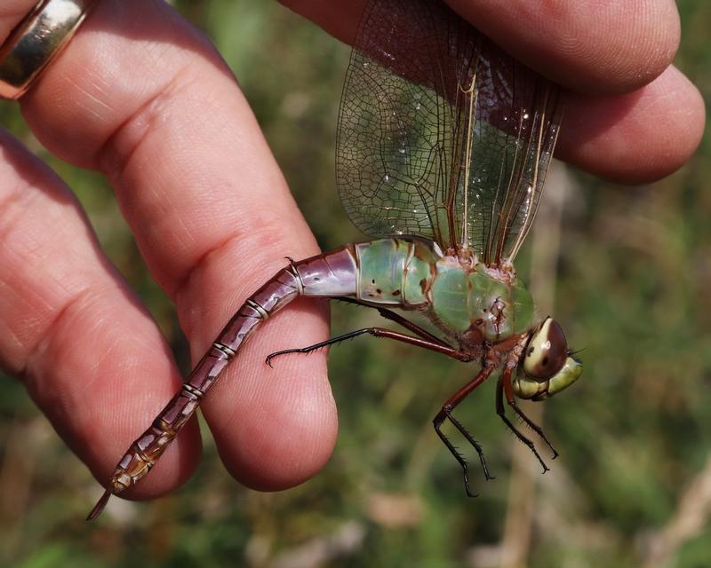 Photo of Common Green Darner