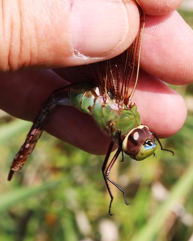 Photo of Common Green Darner