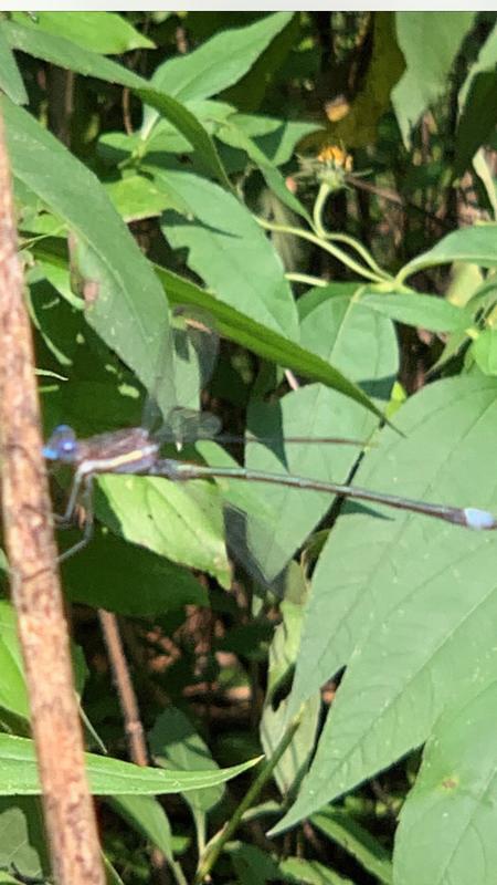 Photo of Great Spreadwing