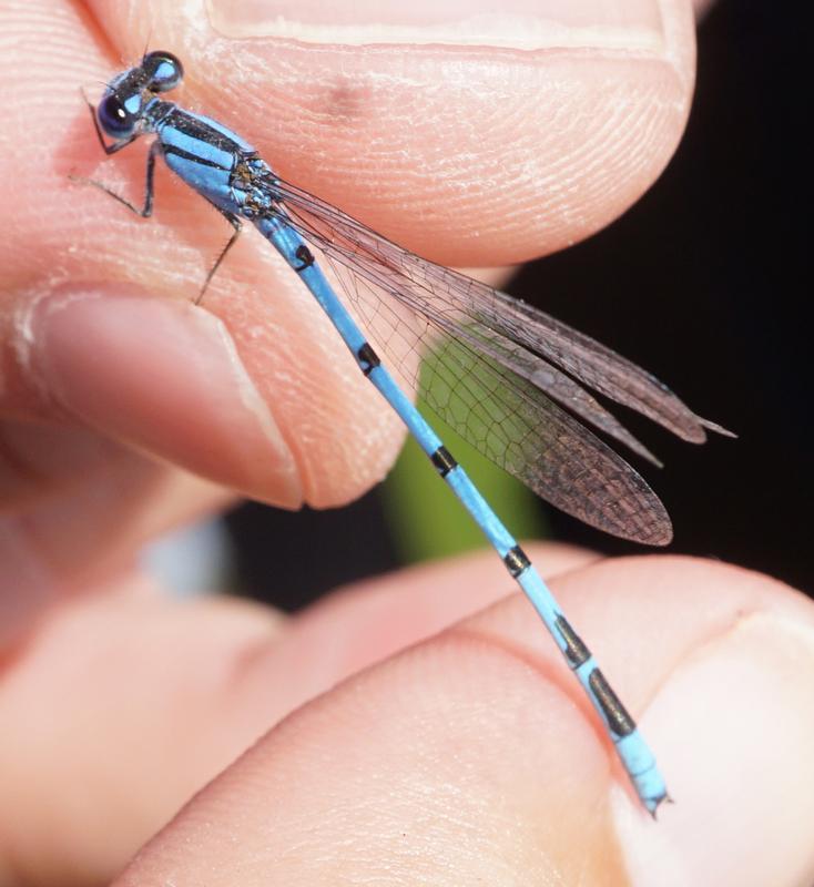 Photo of Familiar Bluet