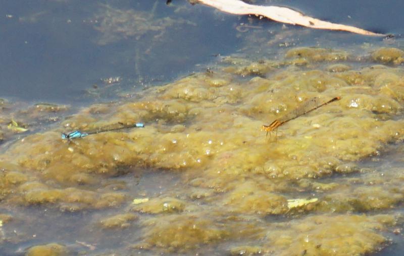 Photo of Orange Bluet