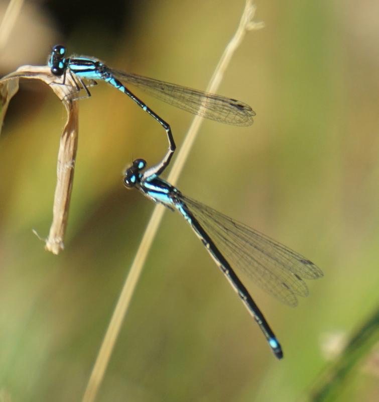 Photo of Skimming Bluet