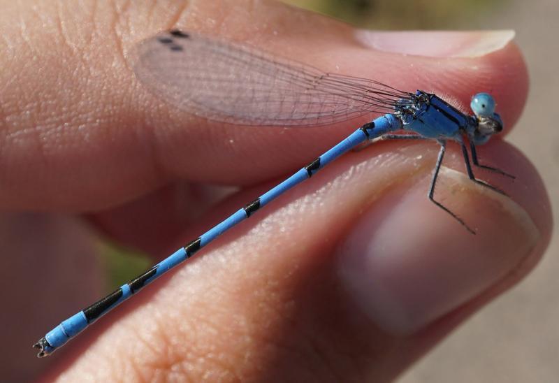 Photo of Familiar Bluet